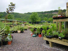 View of Cove Garden Nursery
